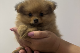 Pomeranijos špicas parduodu