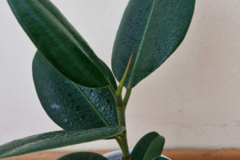 Plačialapis fikusas