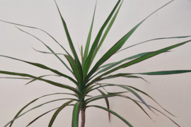 Graži dracena 80 cm aukščio