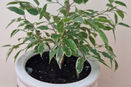 Smulkialapis fikusas gražiame moliniame vazone