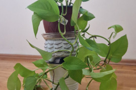 Labai vešlus skindapas- vijolinė gėlė