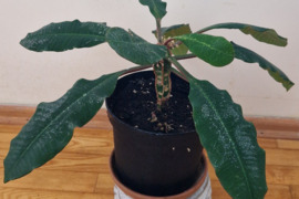 Graži kambarinėgėlė