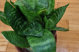 Labai graži sansrvjera