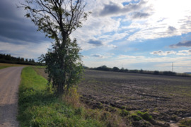 81 a sklypas Klaipėdos r. sav., Potrai