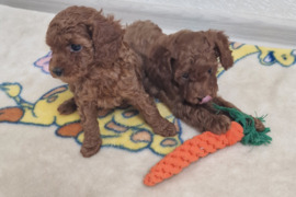 Parduodu toy pudeliuka