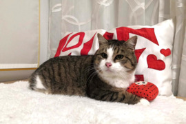 Mielas katinėlis Čipsas ieško namų !