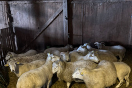 Avys, eriukai, baroniukai