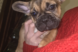 Prancūzų buldogo šuniukai!!!