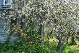 Molėtų r. sav., Giedraičiai, Vilniaus g.