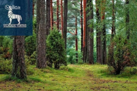 250.0 a sklypas Anykščių r. sav., Smėlynė