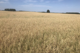 Parduodamas dirbamas 2,700 ha ploto žemės ūkio paskirties sklypas