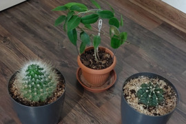 KAMBARINIAI AUGALAI.  JAI VISAS KARTU, TAI 10 EURŲ