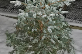 Sidabrinės eglutės, 170 cm, 150 cm. 2 vnt., augintos vazonuose.