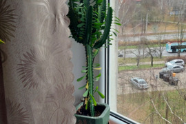 Kambarinės  gėlės