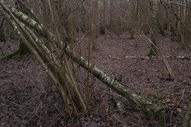 Parduodu virtuolius miške, malkos