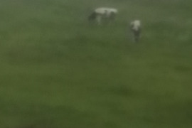 Parduodu telyčią 3 metus