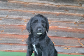 Parduodami dalmadudelių šuniukai