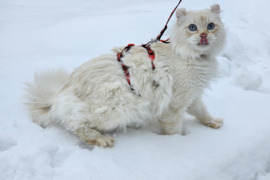 Petnešos katėms - 3jų taškų