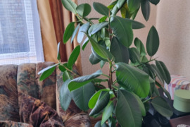 Didelis fikusas (Ficus elastica) su vazonu