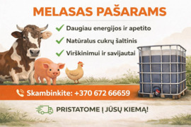 Melasa