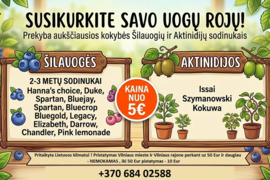 Šilauogiu ir aktinidiju sodinukai