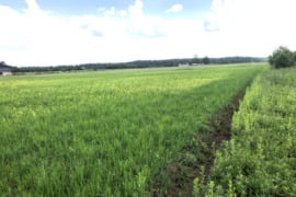 Sklypas šalia Pagirių, Vilniaus m.