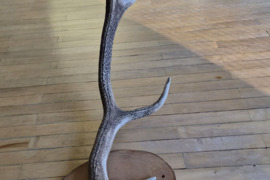 Interjero akcentas ragai 87 cm, 4 atšakos