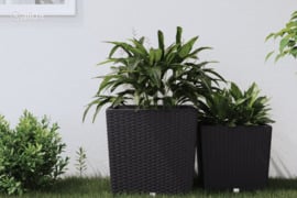 vidaXL Lovelis su išimamu įdėklu, antracito, 37/64l, PP ratanas