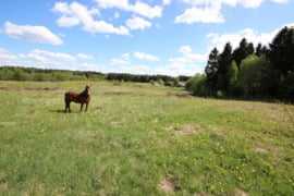 Vilniaus raj., Zujūnu sen. Parduodami žemė ūkio sklypas.