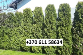 Smaragd tuja +37061158634pigiai