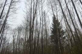 286 a sklypas Rokiškio r. sav., Aleksandravėlė