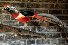 Parduodu fazanu porele
