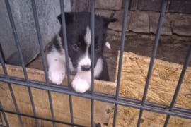 Rusų europine laika