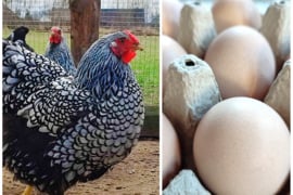 Parduodami sidabrinių viandotų kiaušiniai