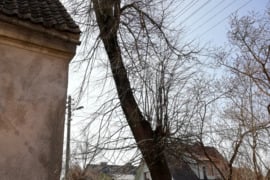 Ieškau žmogaus, kuris nemokamai nupjautų medį ( mediena atiduodame )