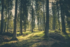 Parduodamas miškas Švenčionių rajone, Magūnų seniūnijoje.