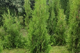 Kolonines tujos Columna