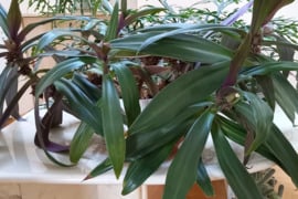 Įspūdinga  kambarinė gėlė – Tradescantia spathacea („Mozės lopšys“)
