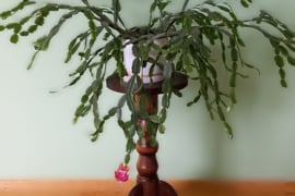 Parduodu gražų Kalėdinį kaktusą (Schlumbergera)