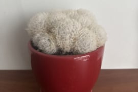 Mammillaria plumosa