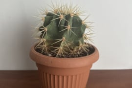 Echinocactus grusonii