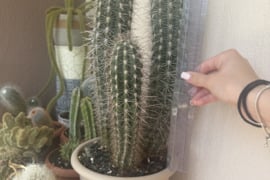 Trichocereus / Echinopsis spachiana