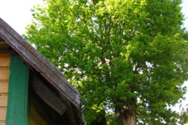 Ieškau žmogaus klevo genėjimui Vilniuje, Ožkiniuose Reikia apgenėti vieną klevo pusę.