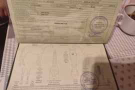 Parduodamas eržilas kaina 2550
