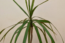 Dracena