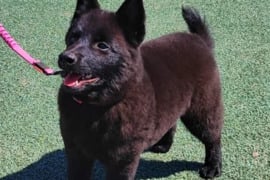 Schipperke suniukai/ parduodu