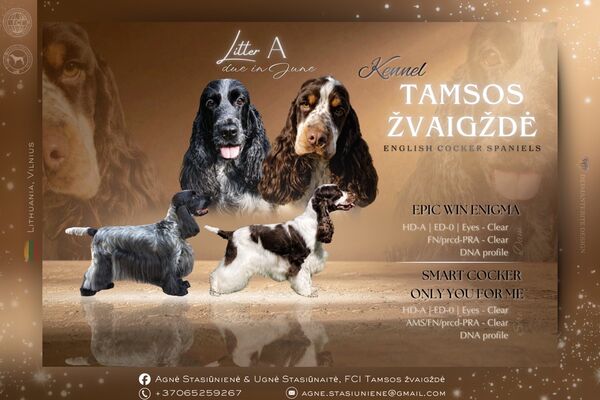Laukiama Anglų kokerspanielių vada