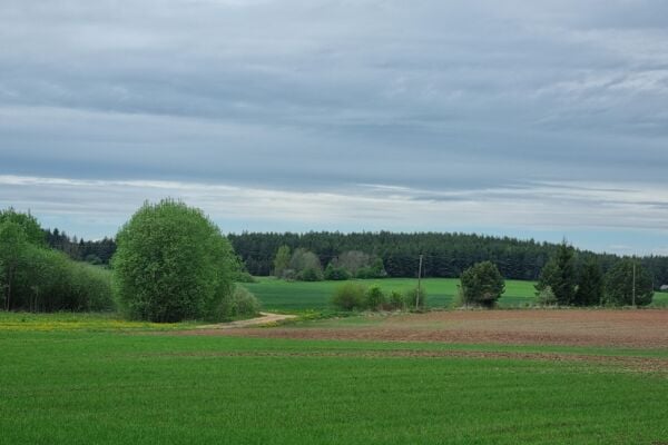 Parduodamas miškas 0,65 ha Kelmės r. Pakupelkio k.