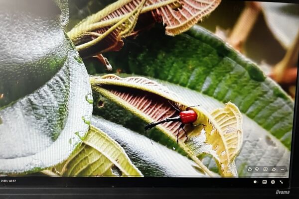 Parduodamas geros būklės  22 colių /55,88 cm.  Iiyama ProLite E2202Ws monitorius.