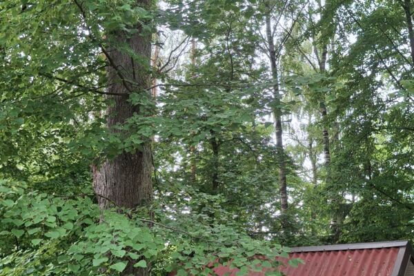 Gyvenamas namas sodų bendrijoje prie miško
